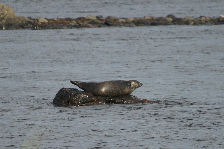 Rustende zeehond