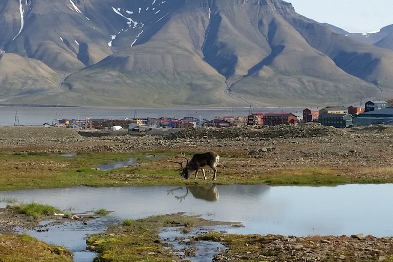 Spitsbergen rendier bij Longyearbyen.