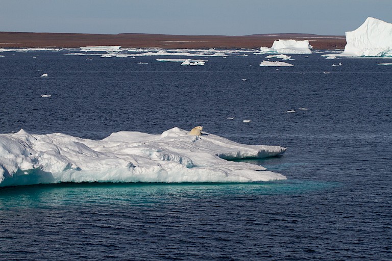 IJsbeer op een ijsplaat voor de Groenlandse kust.