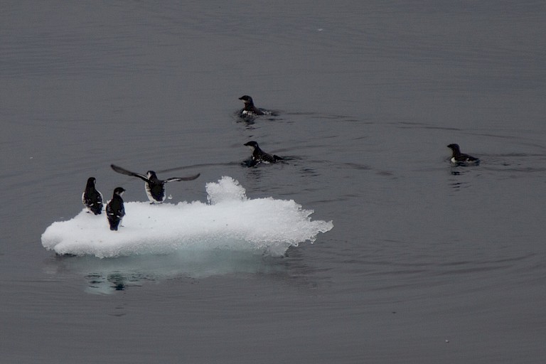 Zeekoeten op het ijs bij Noord-Spitsbergen,