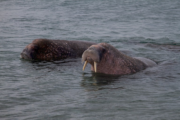 Walrussen bij Noord-Spitsbergen.