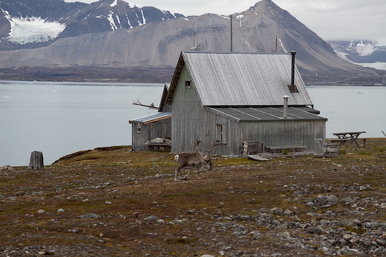 Camp Mansfield op Blomstrandhalvøya.