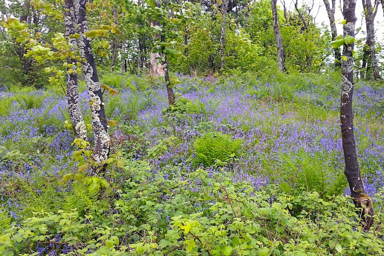 Lommerijk gedeelte op Islay met berken en Blue Bells.