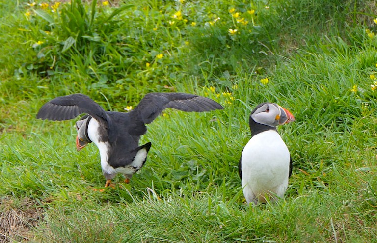 Atlantische papegaaiduikers op St. Kilda.
