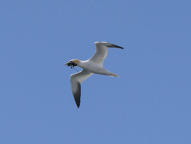 Jan-van-gent met nestmateriaal.