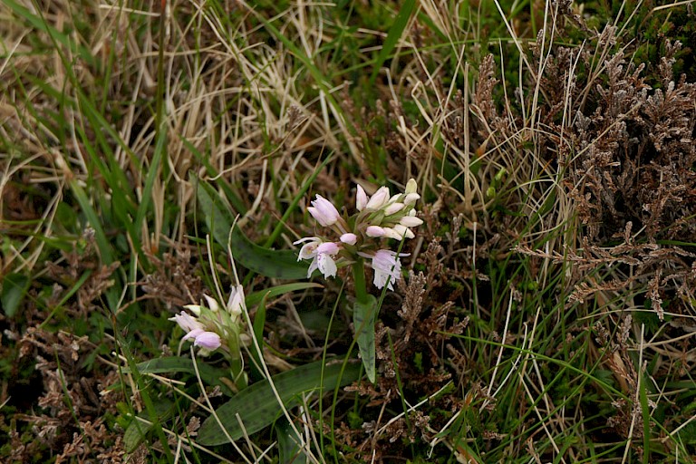 Losbloemige orchidee in het grasland.