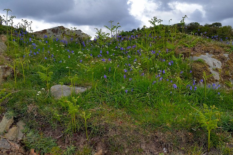 Blue Bells zijn de voorjaarsbloemen in Schotland.