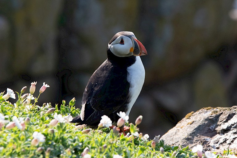 Atlantische papegaaiduiker is een van de veelvoorkomende broedvogel aan de Schotse kust.