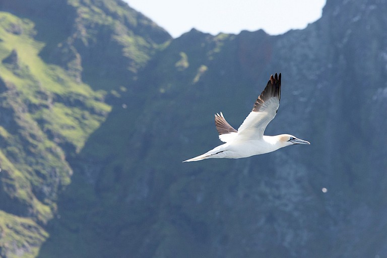 Jan-van-genten broeden massaal op Stac Lee.