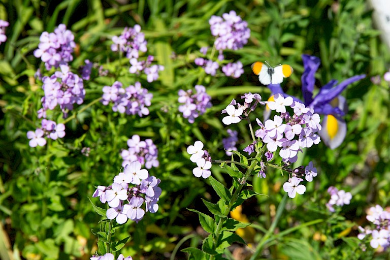 Damastbloem met Oranjetip op Iona.