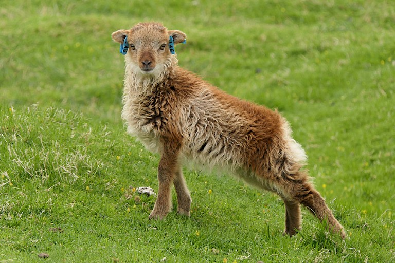 Soay, het oude schapenras van de Schotse eilanden.