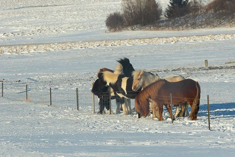 IJslandse paarden staan het gehele jaar buiten, dus ook in de winter.
