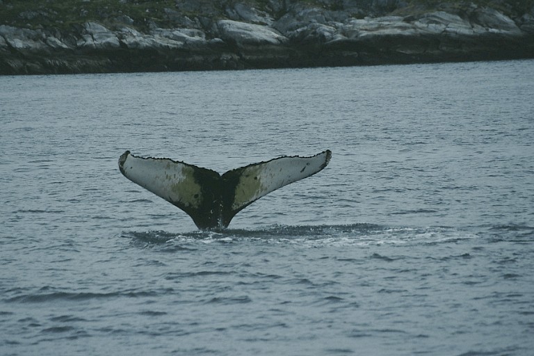 Onderduikende Bultrug.