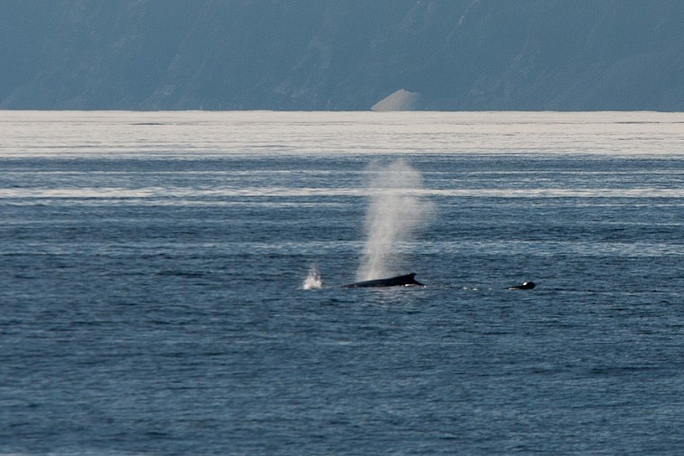 Op- en onderduikende Bultruggen tijdens de oversteek naar IJsland.