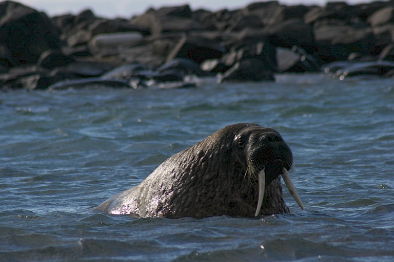 Walrus bij Noordwest Spitsbergen