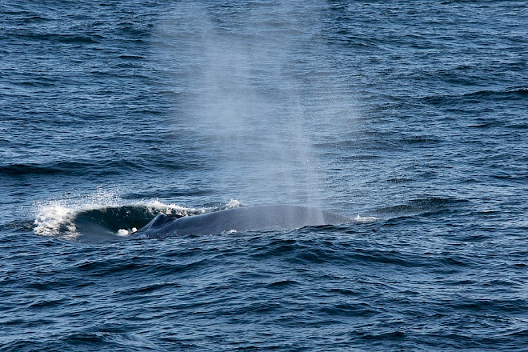 Onderduikende en opduikende Vinvis voor de kust bij de Bellsund.