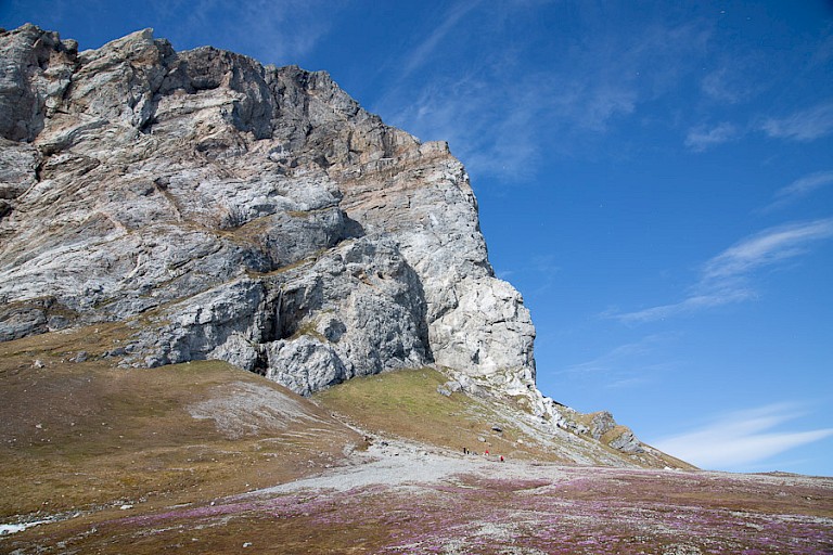 Vogelrots met toendra waar de Paarse steenbreek al vol in bloei staat.