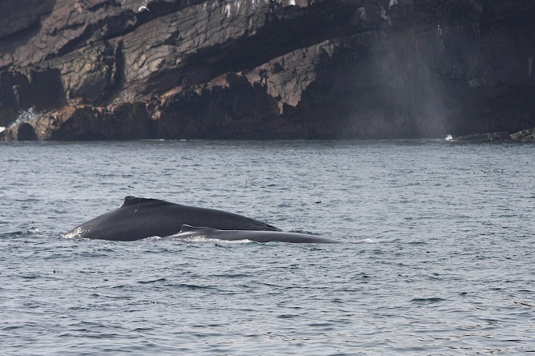 Bultruggen voor de kust van Newfoundland.