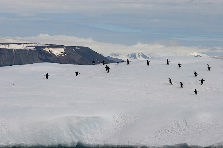 Adéliepinguïns op een grote ijsberg.
