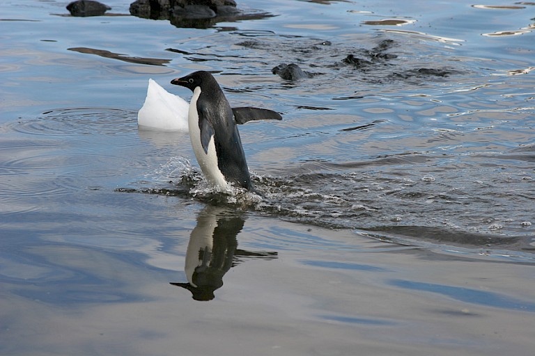Adéliepinguïn loopt het water in om weer op voedseljacht te gaan.