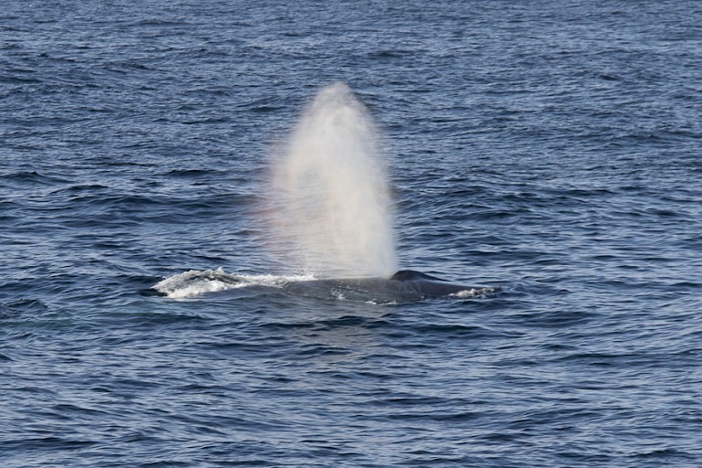 Walvissen kunnen overal opduiken.