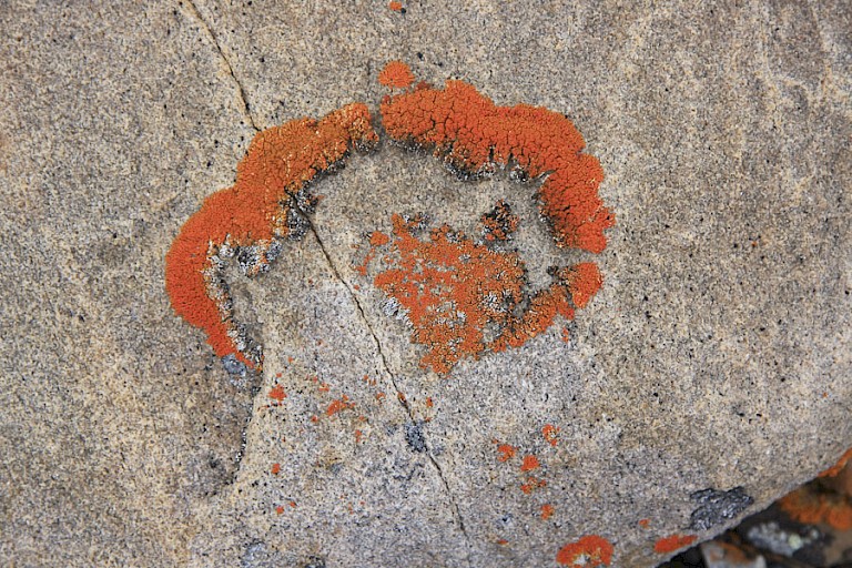 Orange Beauty is een van de vele korstmossen die op Spitsbergen voorkomen.