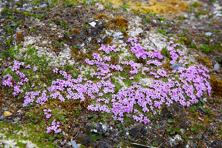 Paarse of Zuiltjessteenbreek is een veel voorkomende plant op Spitsbergen.