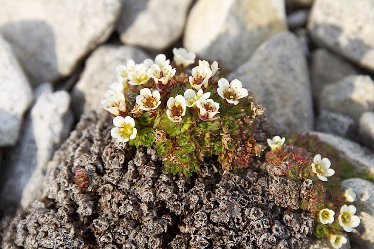 De steenbreekfamilie is goed vertegenwoordigd in het Noordpoolgebied. Hier de Groenland steenbreek.