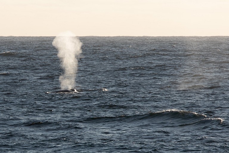 Of zelfs een Blauwe vinvis