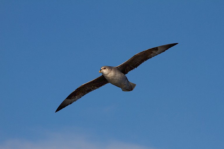 Tijdens het varen zweven er veelal Noordse stormvogels rond het schip.