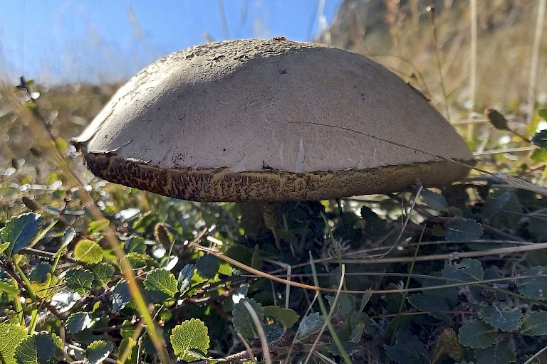 En er groeien enorme paddenstoelen