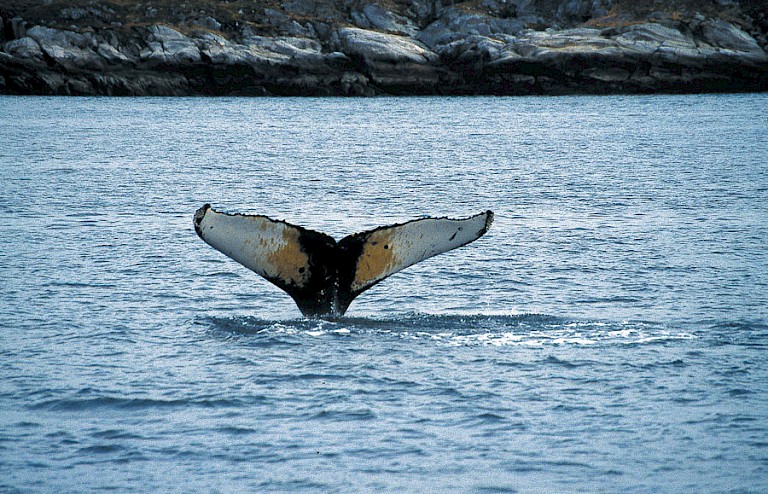 Onderduikende Bultrug in de fjorden bij Nuuk