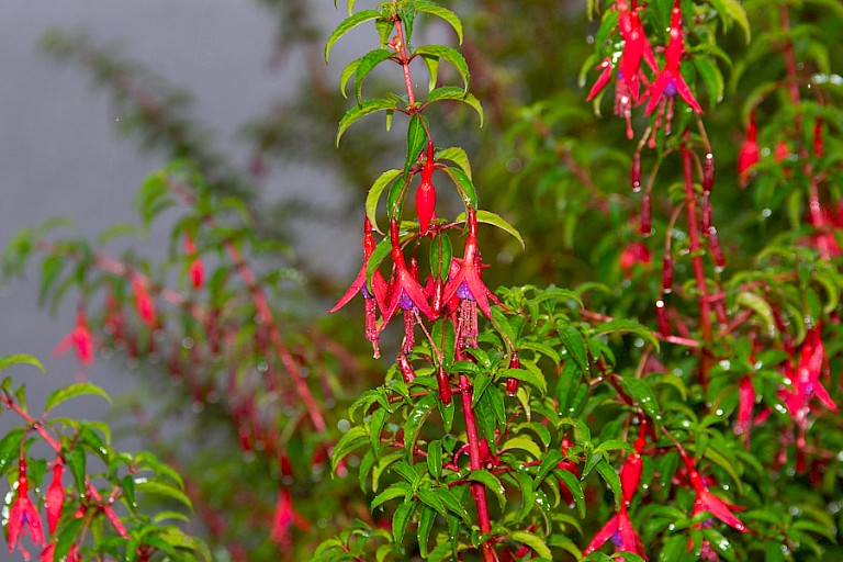 Fuchsia magellanica.