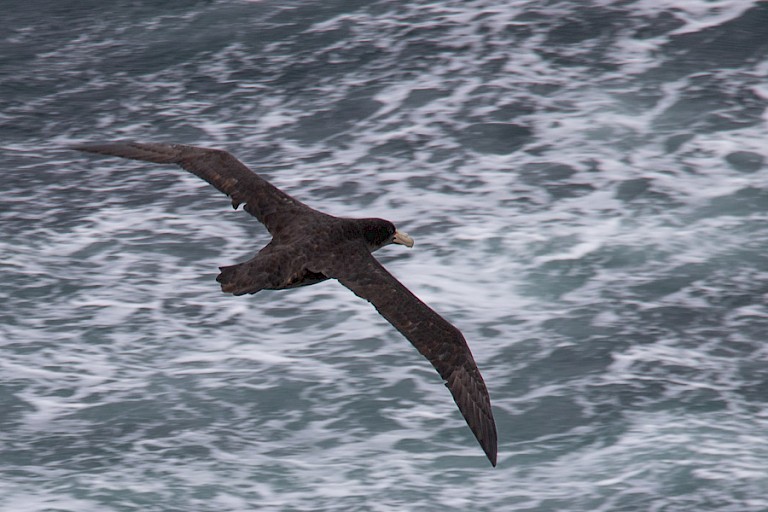 Reuzenstormvogel