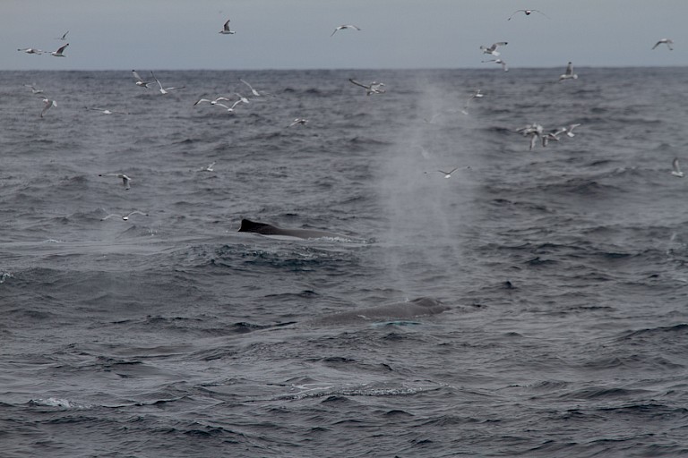 Bultruggen ten noorden van IJsland.