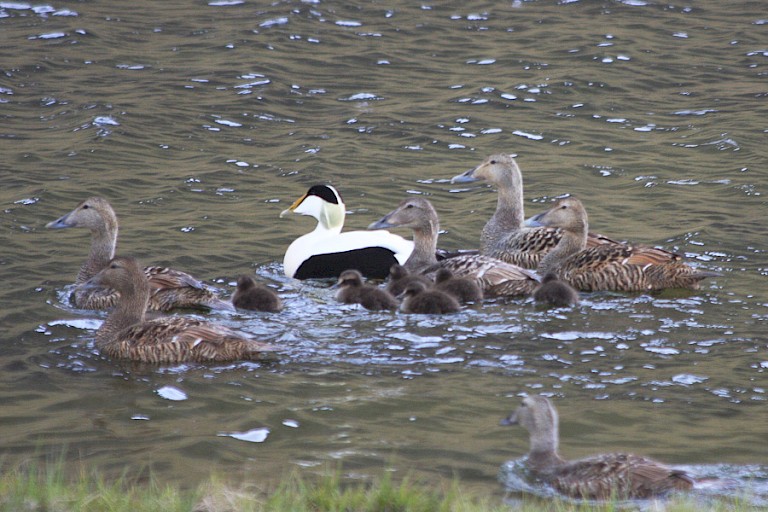 Eidereenden op de Vestfjorden