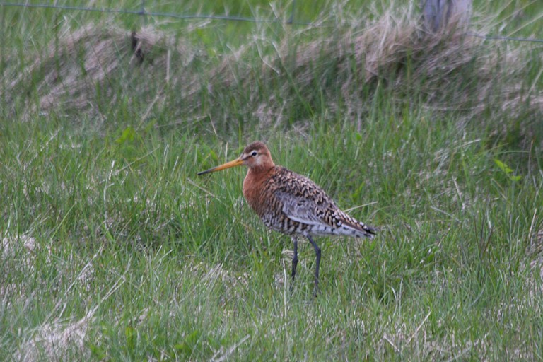 Rosse grutto op de Vestjorden.