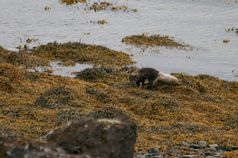 Poolvos aan de noordkust van IJsland.