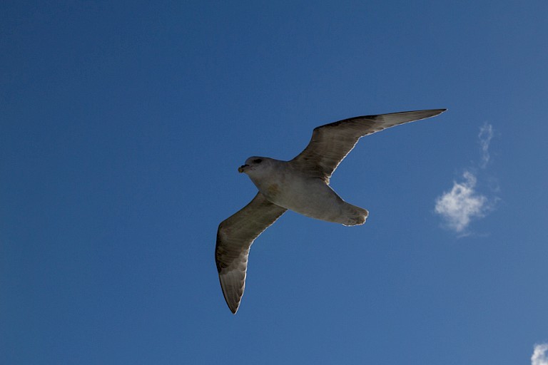 Noordse stormvogel.