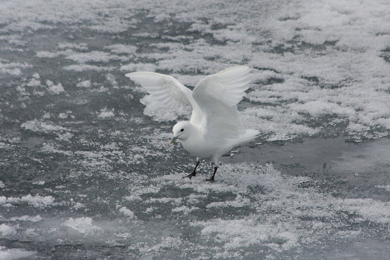 Ivoormeeuw op het ijs.