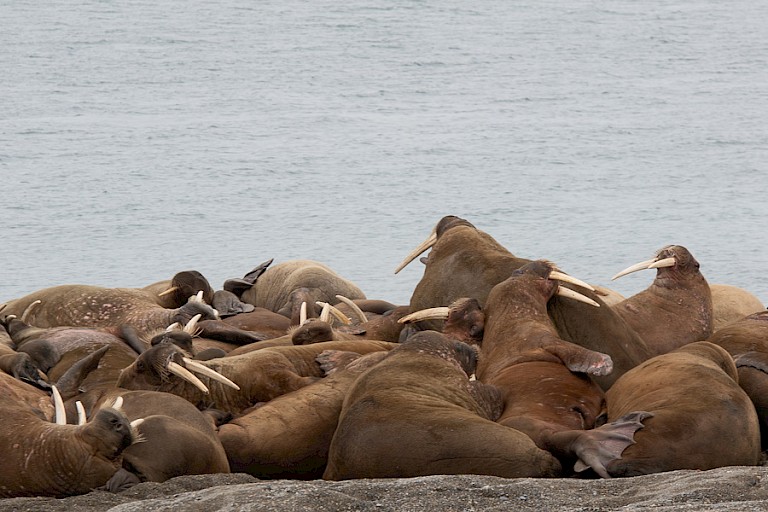 Walruskolonie op Poolepynten (Prins Karls Forland)