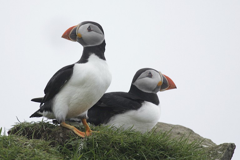 Atlantische papegaaiduikers op de Færøer