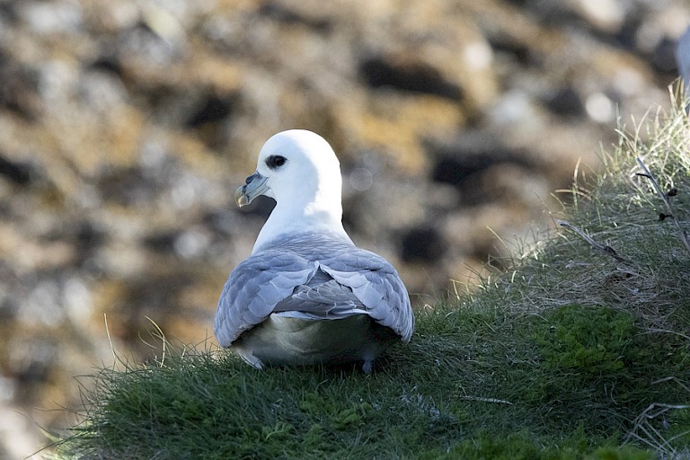 Noordse Stormvogel