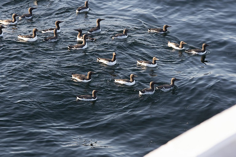 Zeekoeten bij het eiland May.
