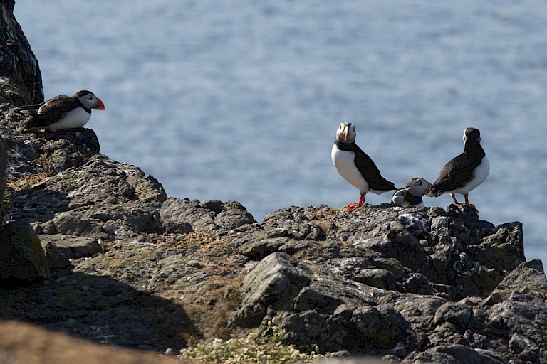 Atlantische papegaaiduikers op het eiland May
