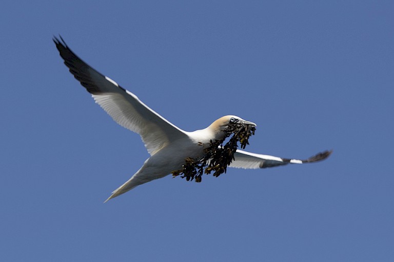 Jan-van-gent met nestmateriaal Bass Rock