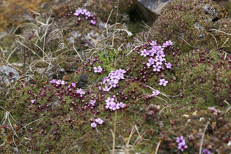 Paarse steenbreek (Zuiltjessteenbreek)