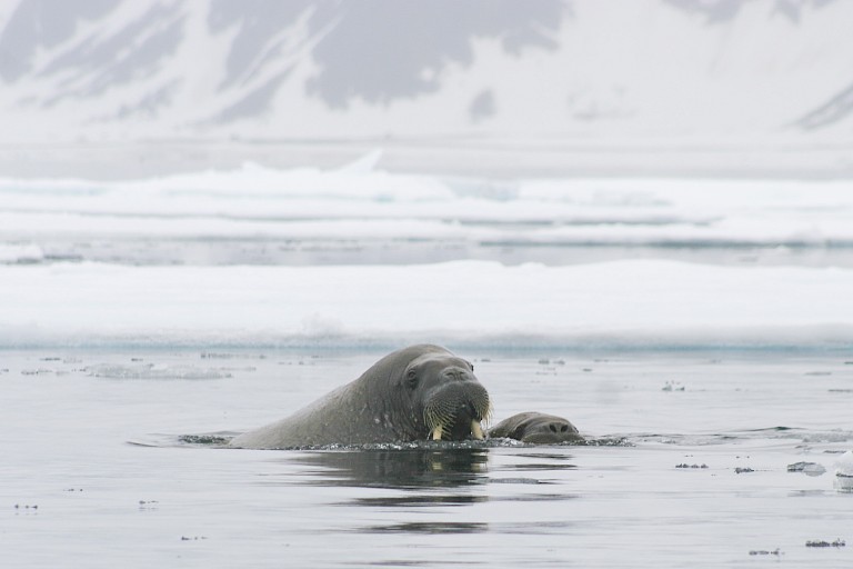 Zwemmende walrussen