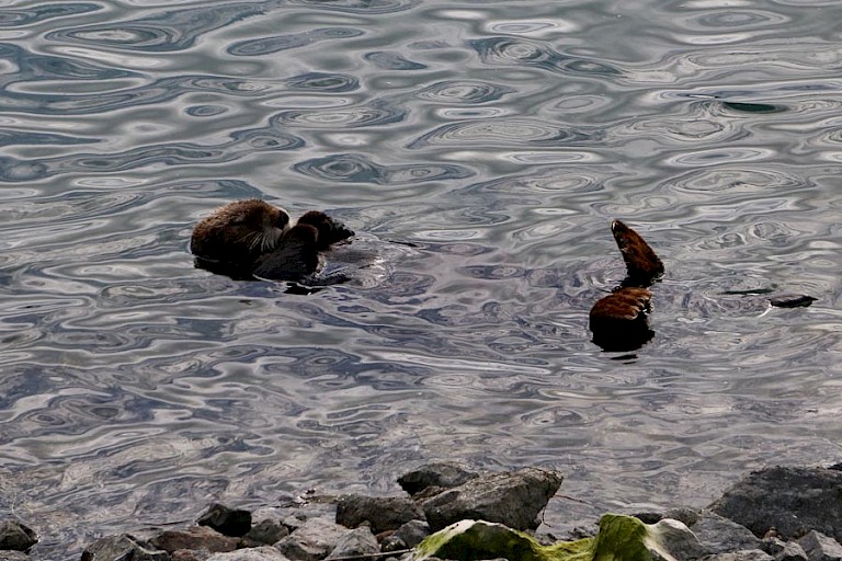Dobberende zeeotter in de haven van Homer.
