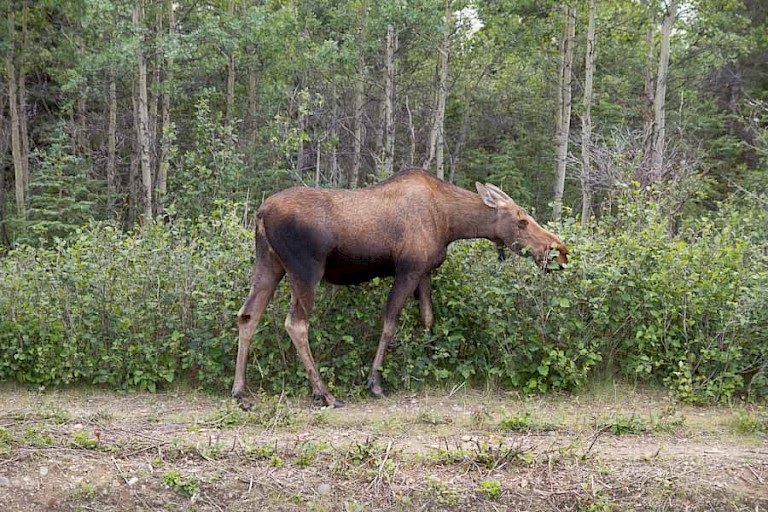 Eland onderweg langs de weg.